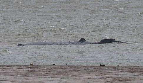 The whale off the coast of Whitstable. Picture: Mike Gould