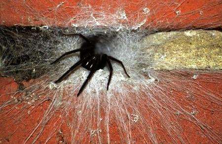A Segestria Florentina spider was discovered by Canterbury resident Andy Seaman