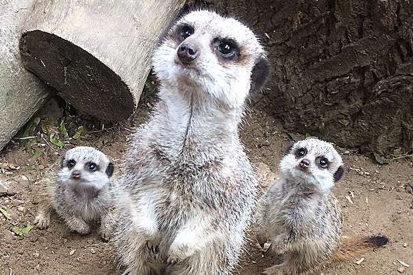 The baby meerkats Goldie and Fuggle with their mum Jess