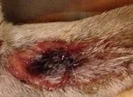 Alabama rot is known to kill dogs