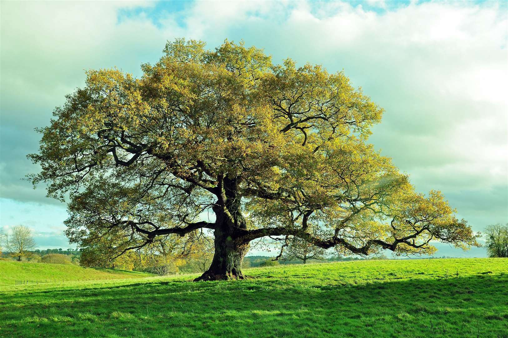 Trees are glorious in open spaces but those with them near property should seek advice, say surveyors. Photo: Shutterstock stock image