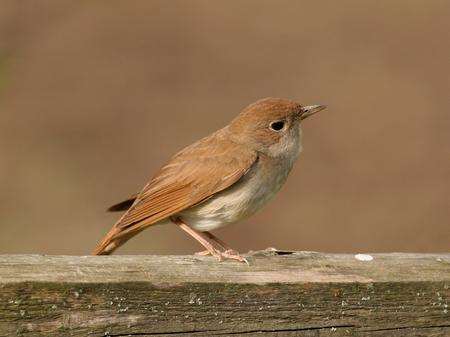 A nightingale. Image: Thinkstock