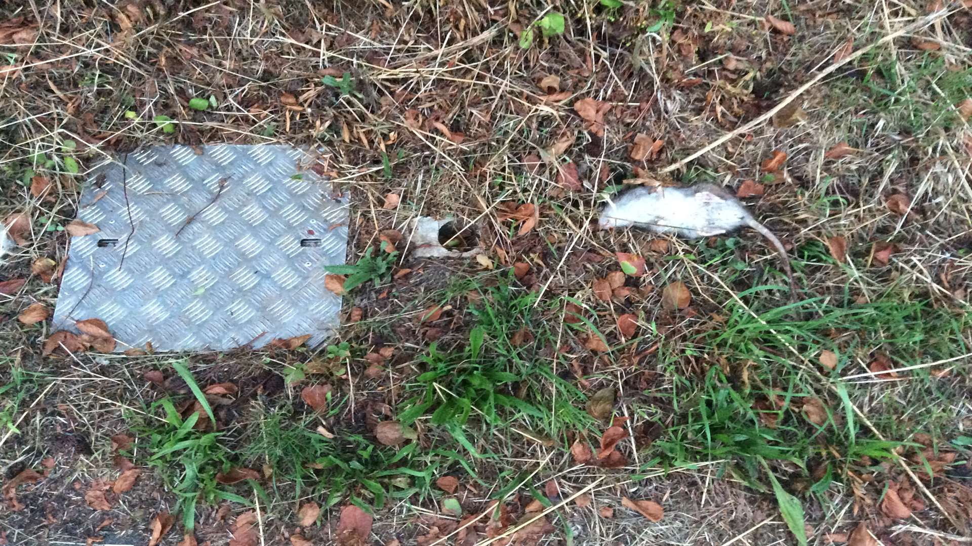 Dead rat found on the public footpath