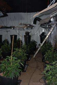 Cannabis plants found at Loose