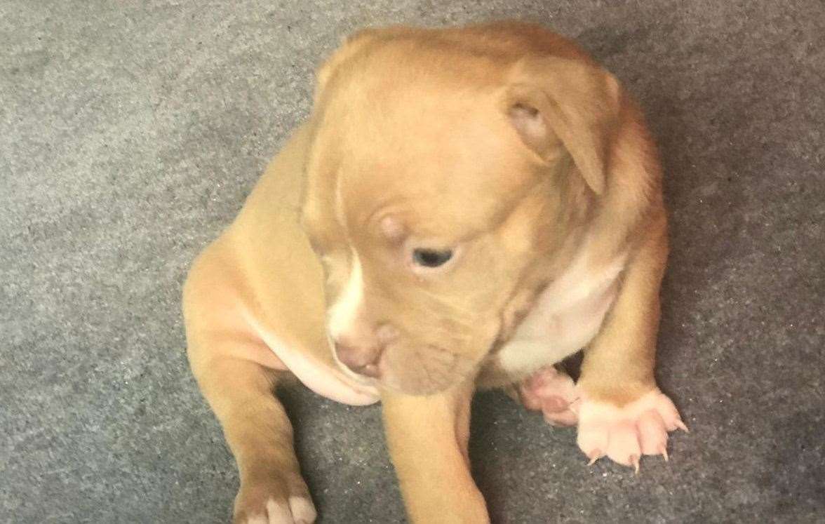 Six puppies were stolen from a property in King Street, Rochester