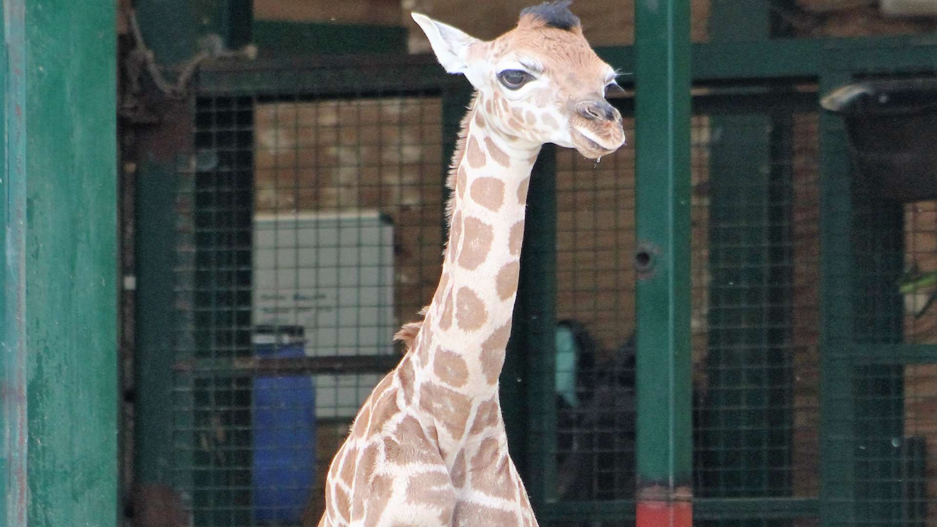Keepers are delighted with the calf's arrival at Port Lympne