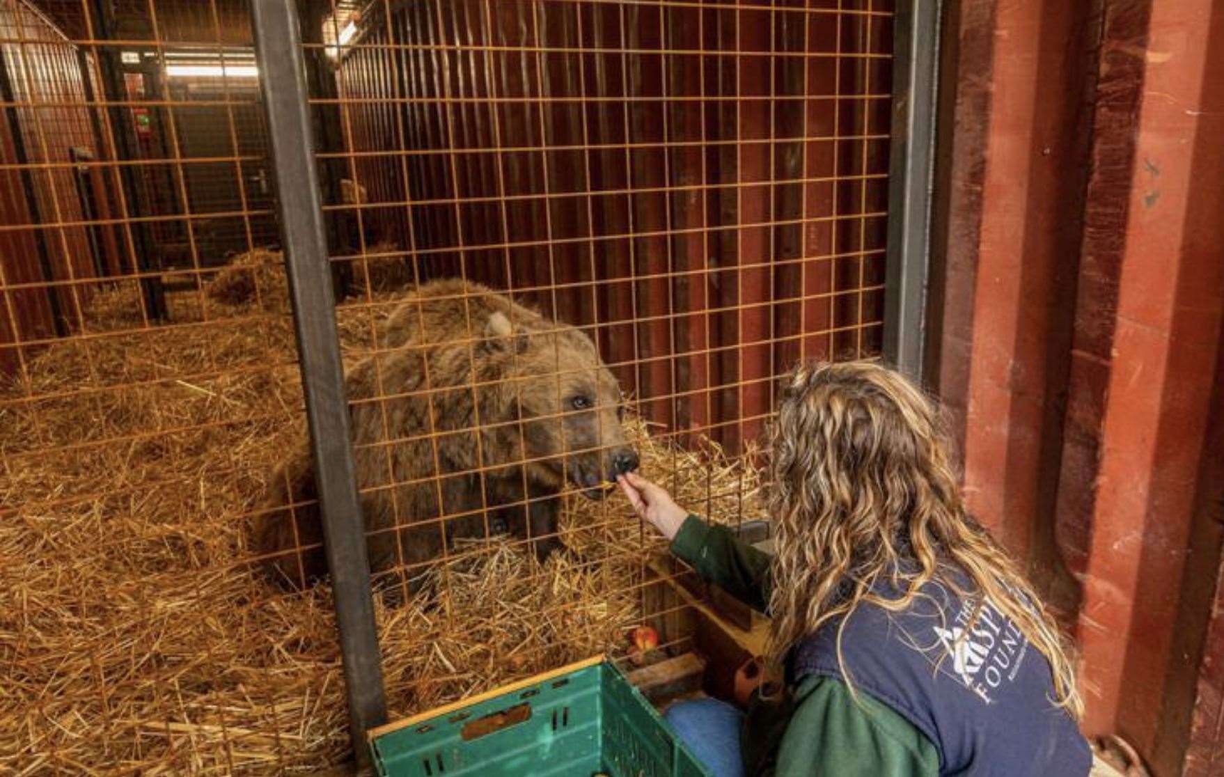 Sophia Fagan feeds a bear following its arrival from Andorra in 2020. She says the red tape is hampering efforts to breed and transfer animals around the world putting endangered species at even greater risk