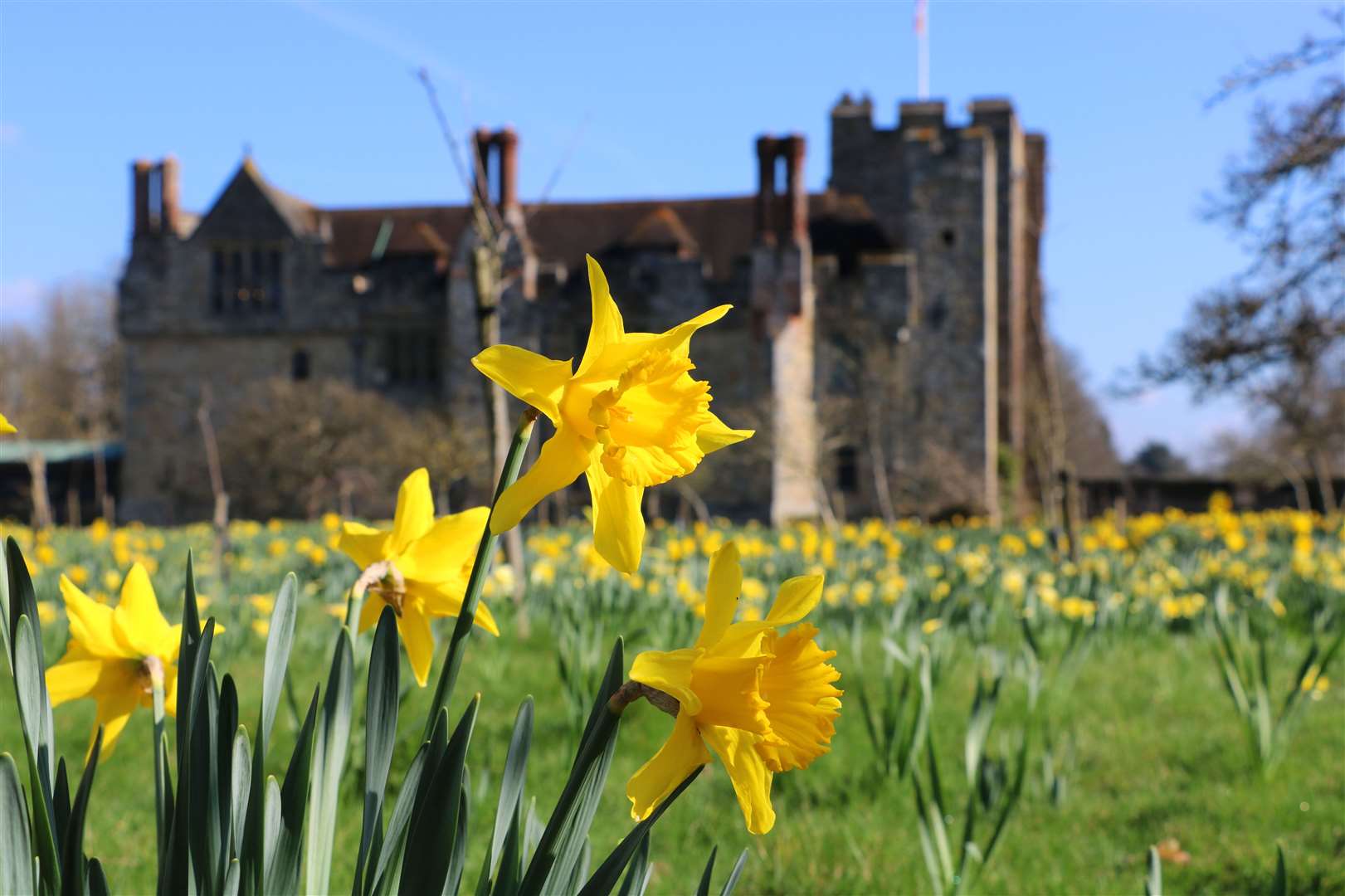 Dazzling Daffodils at Hever Castle