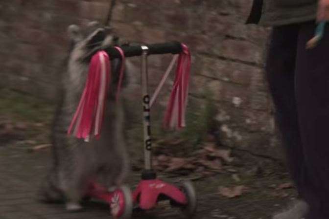 Melanie Raccoon can also ride a scooter