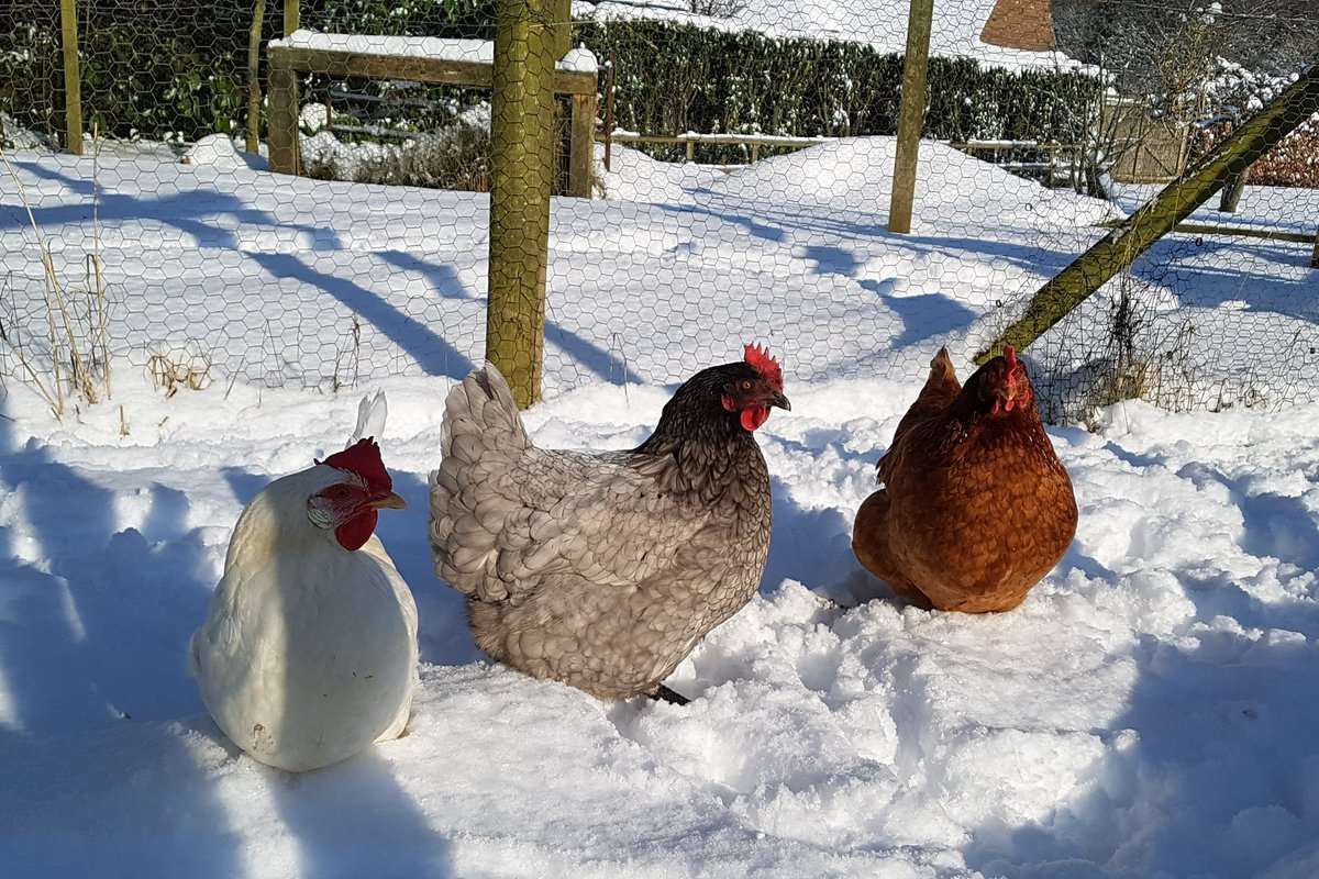 The chickens look like they're enjoying the weather. Picture: Geraldine Allinson