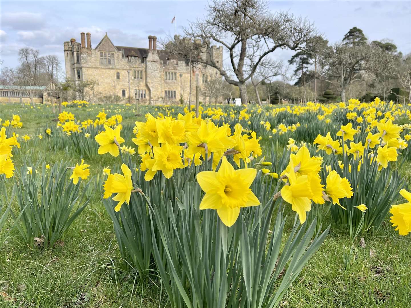 Ancient and new daffodils mingle in Anne Boleyn's orchard. Picture: Vikki Rimmer