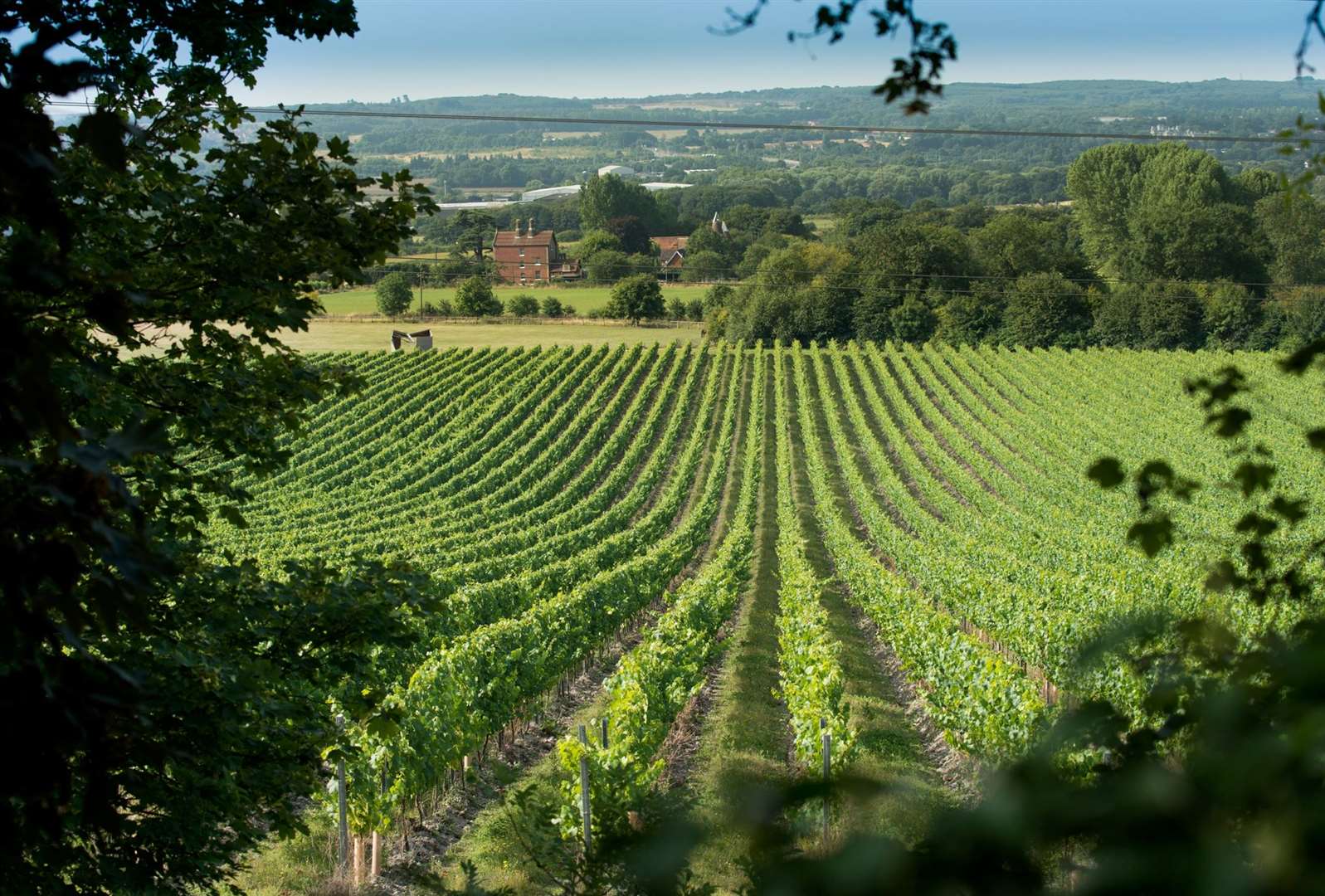 Tenterden’s Chapel Down will be one of the vineyards at the wine tasting. Picture: Chapel Down