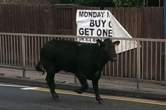A one-year-old steer from Westland School's farm on the run in Sittingbourne