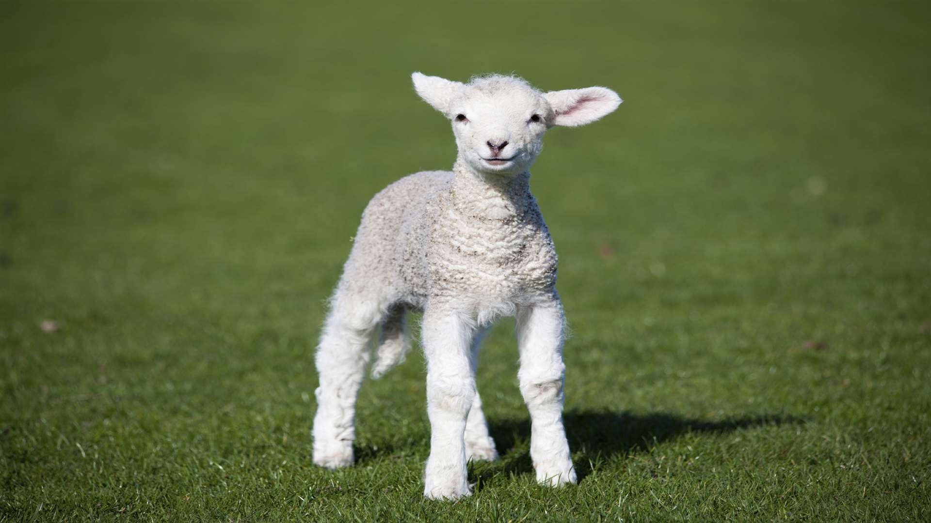 Surrey Police is appealing for the public to help find the lamb slasher that has killed three in the past month
