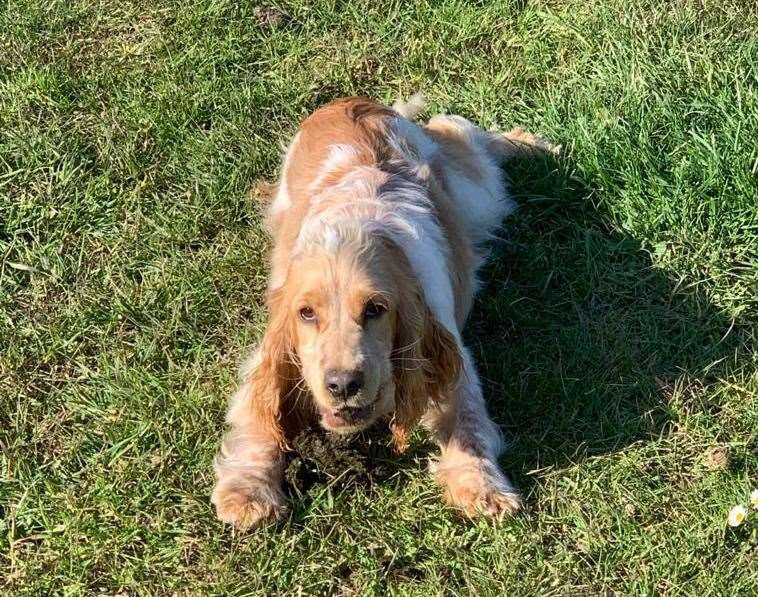 Sandy, the family dog, has also gone missing and Mr Smith says she was stolen