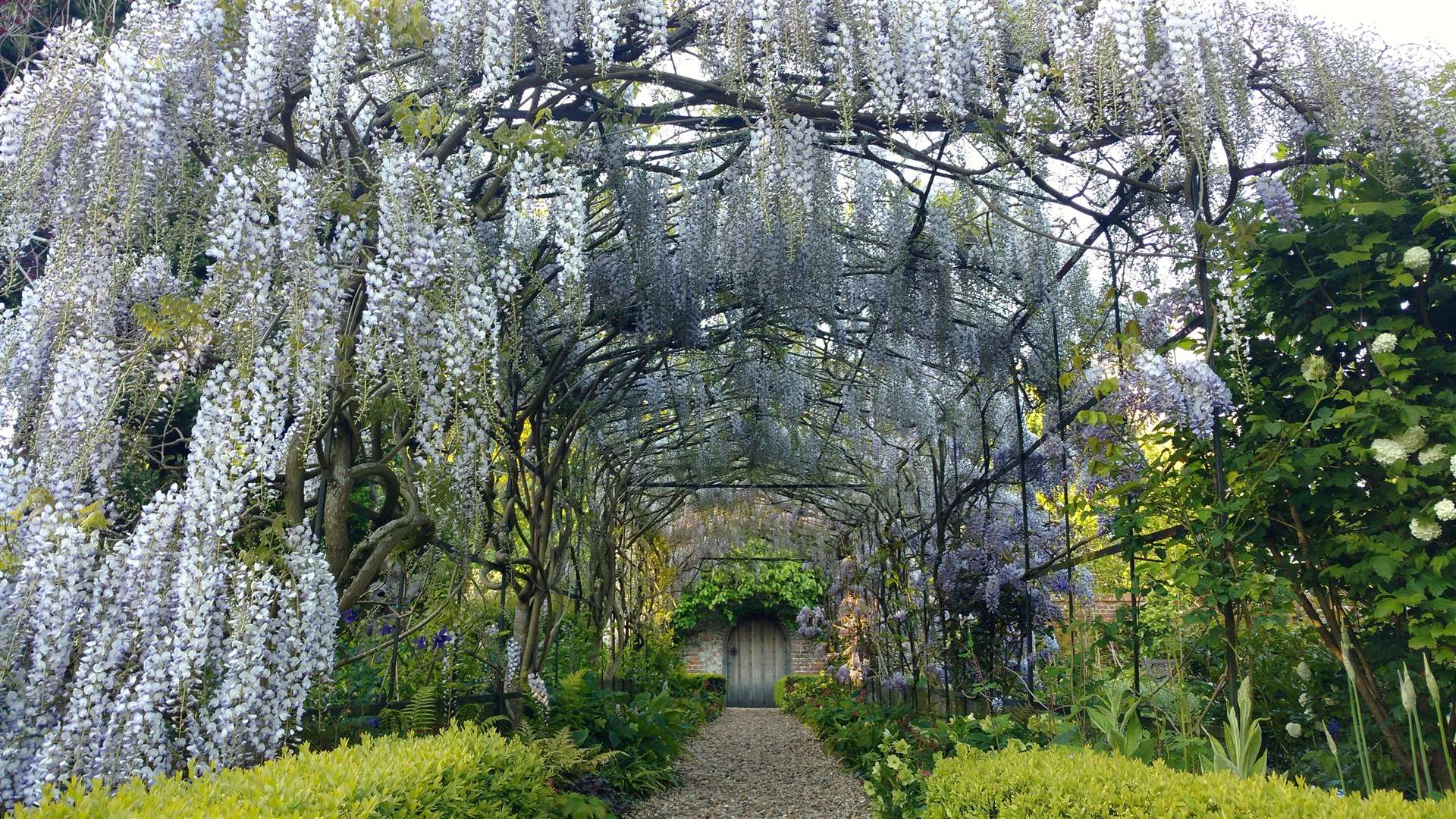 The wisteria tunnel is a highlight of the gardens at Boughton Monchelsea Place. Picture: National Garden Scheme