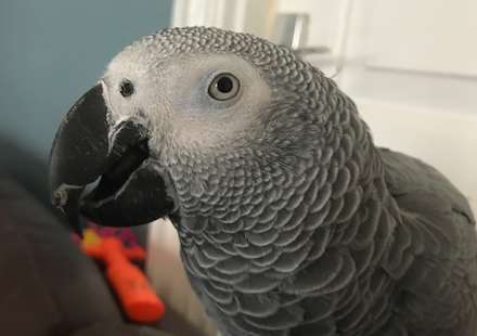 Luca the missing parrot. Picture: Tracy Lukins