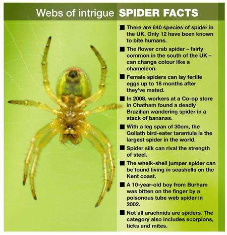 Spider factfile