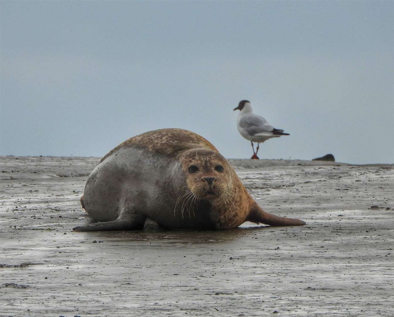 The seal with no name at Queenborough Harbour. Suggestions have included Nelson, Monty, Phillippa, Queeny and Sealy McSealface. Picture: Margaret 'Flo' McEwan