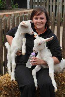Two goats at Kent Life named Vuvu and Zela