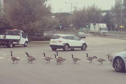 Geese cross the road in Dartford. Picture: Rabia Rashid