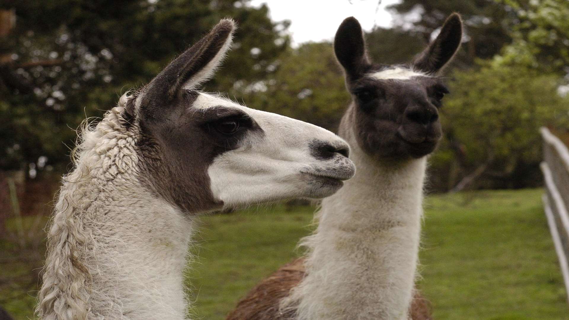 Llamas were spotted on the railway. Stock pic