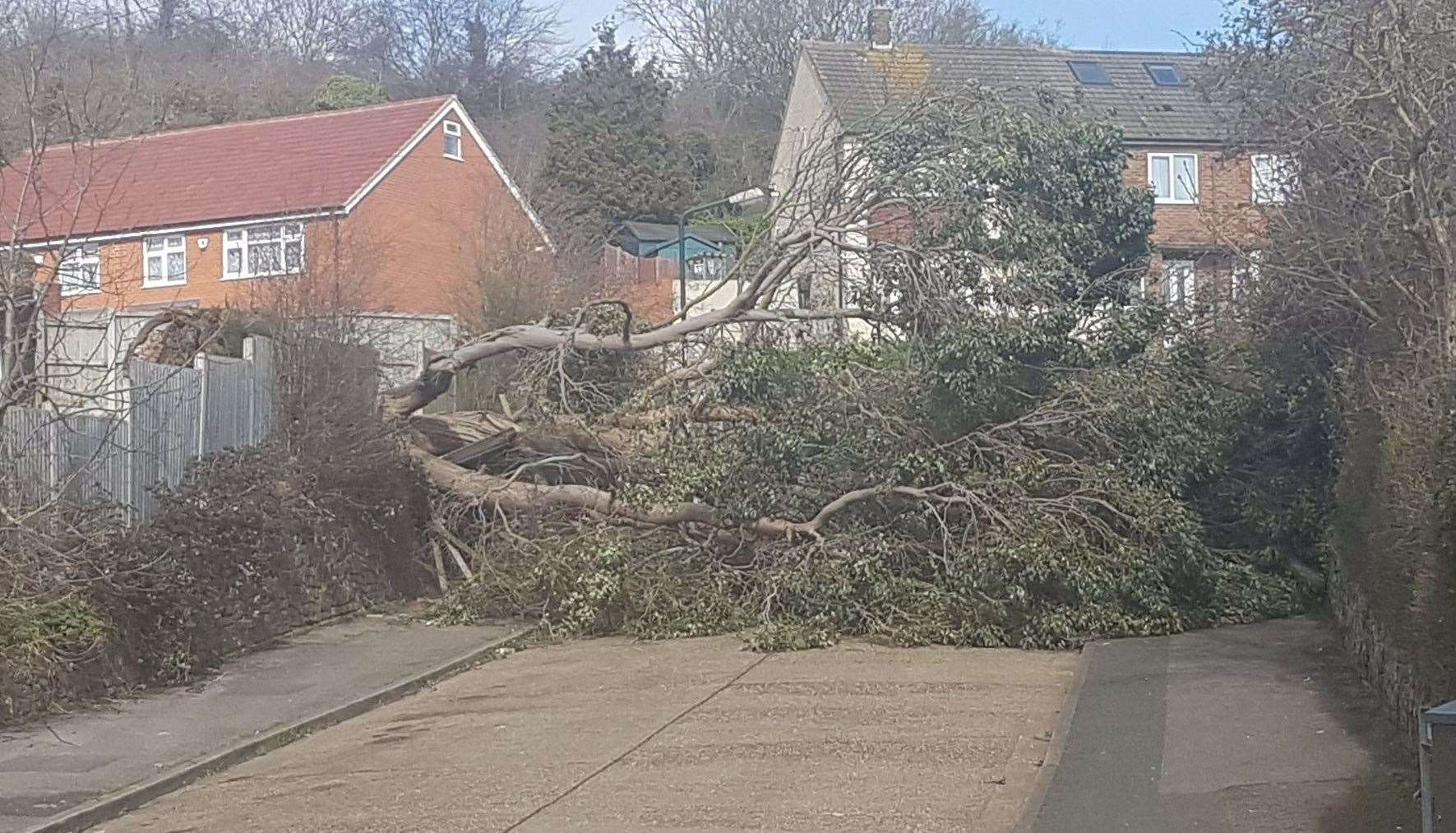 High winds brought down a tree in Carnation Road, Strood. Picture: Dawn Ellis