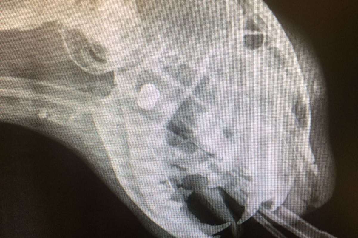 An X-ray of Shadow after he was shot. The mass behind his jaw is the lodged missile. Picture courtesy of Burnham House Veterinary Surgery