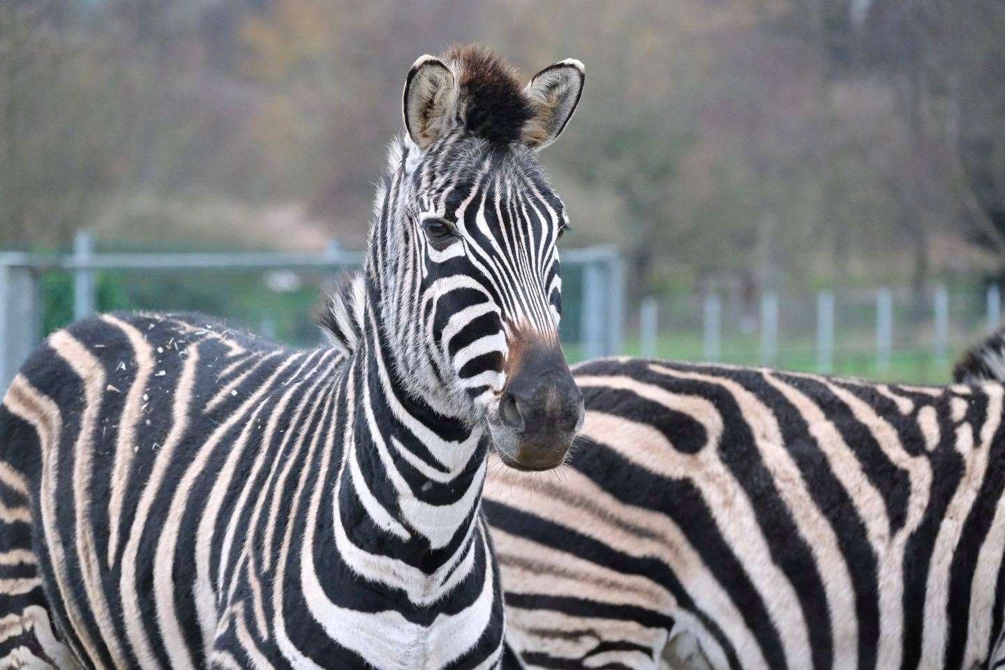 There is a zebra kept privately in Maidstone