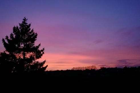 A tree frames a purple sky in Medway. Picture: Chris Irvine