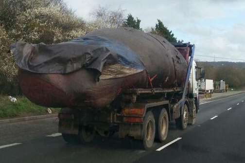 Covered in a tarpaulin, the whale's corpse was spotted on the A2
