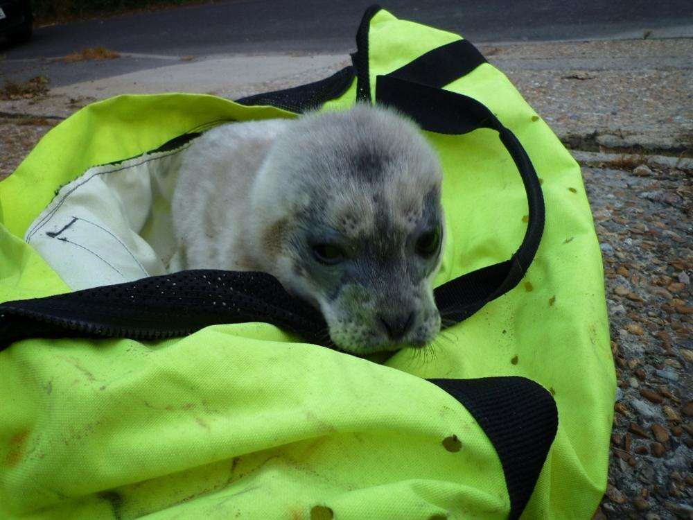 A seal pup separated from its mother was rescued from the beach at Sandwich Bay