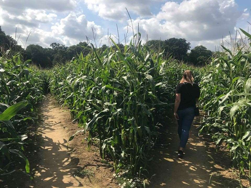 Lose yourself in a maize maze