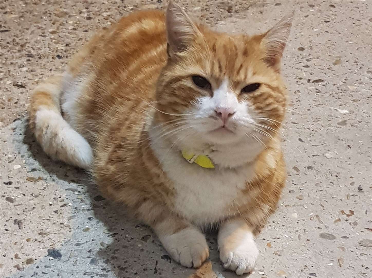 Tripod the cat from Gillingham rail station has gone missing. Picture: Se_Railway on Twitter