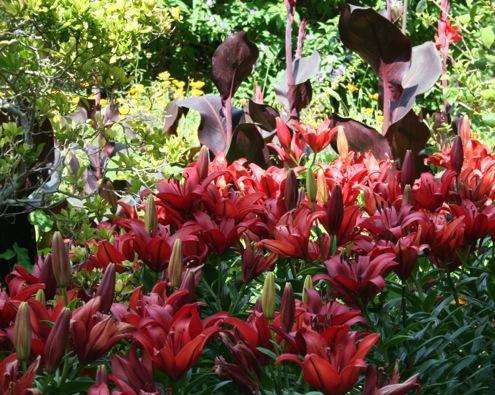 Heady lilies