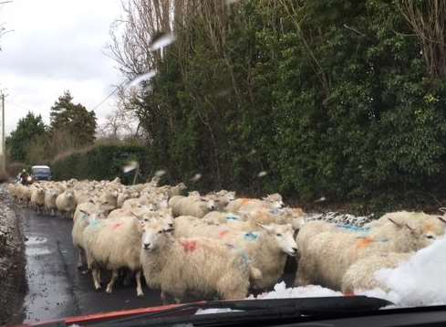 Conyer: Sheep being moved to safety. Picture: Mike Porter-Ward