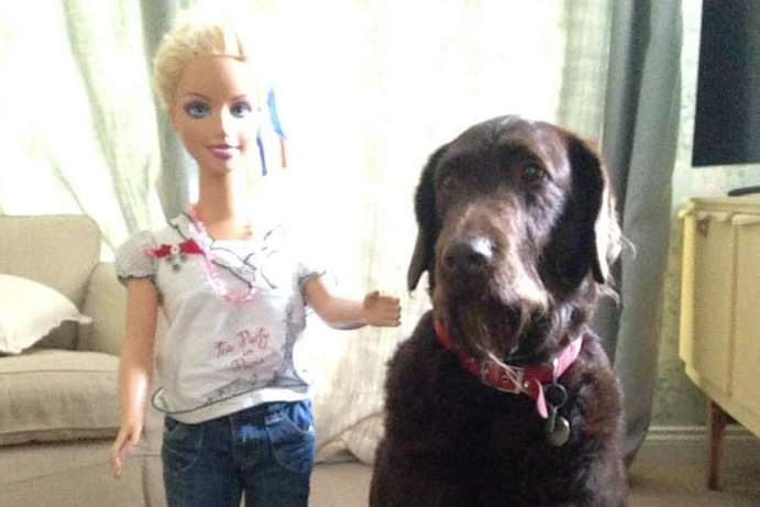 The barbie is taller than Claire's dog.