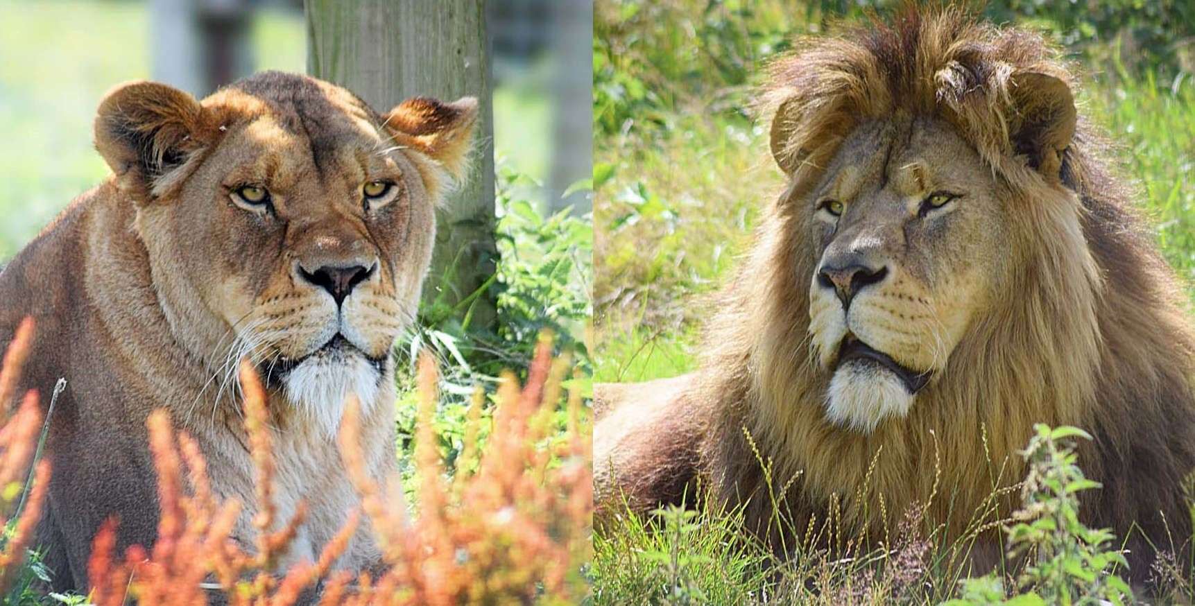 Port Lympne is home to hundreds of animals, including the lions Wilma and Zulu Picture: Port Lympne