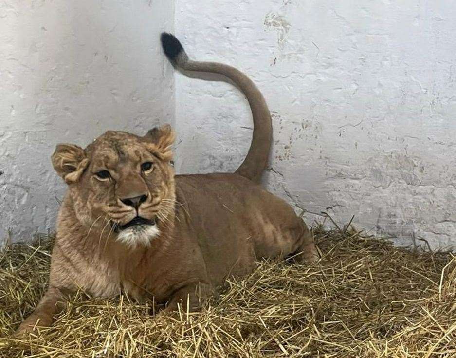 Lioness Yuna will be welcomed to her new home at The Big Cat Sanctuary in Smarden. Picture: Wild Animal Rescue/IFAW