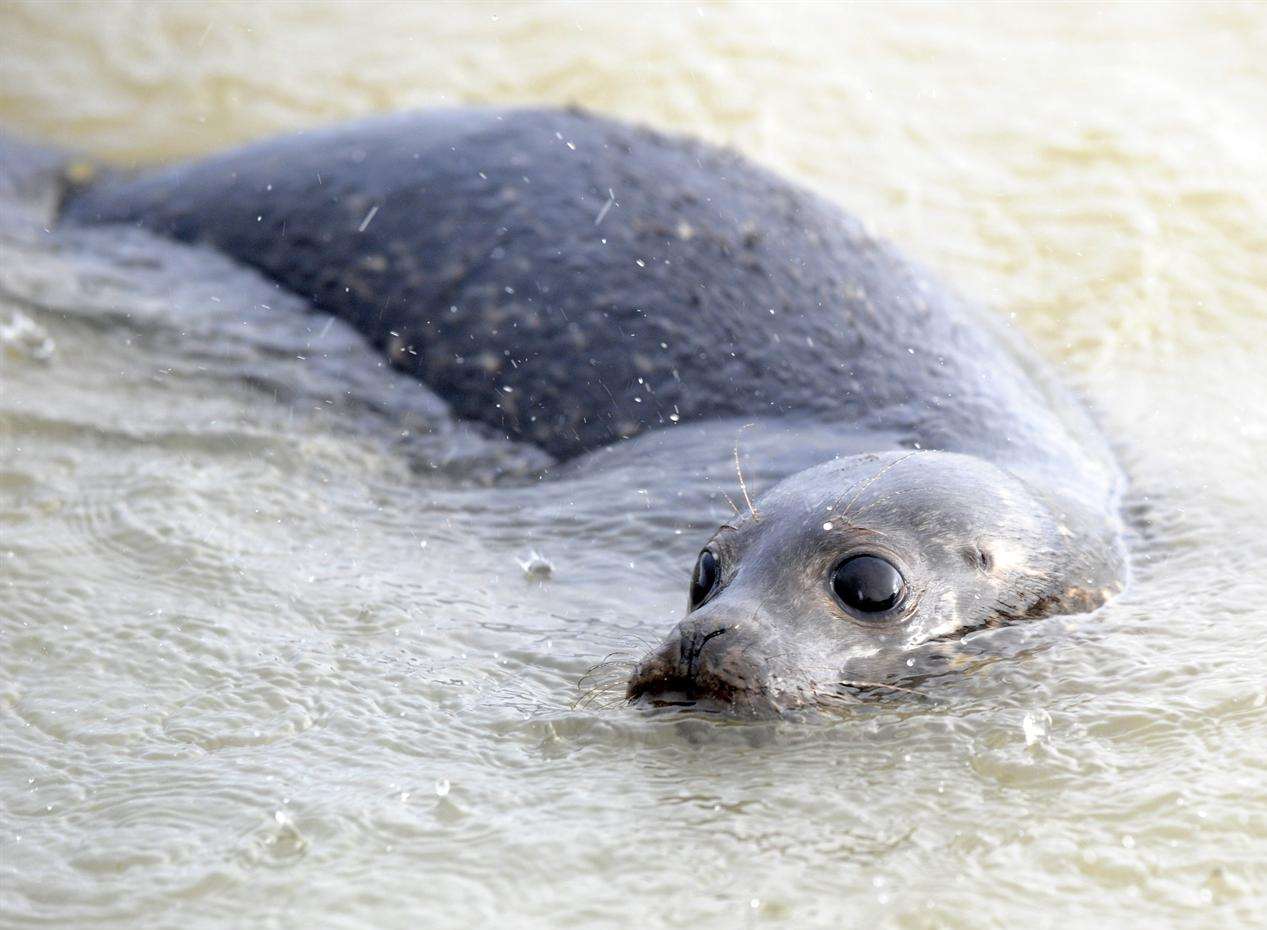 There could be more seal sightings after a rise in population