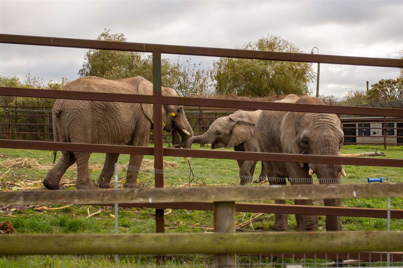 The herd will soon be leaving Howletts. Picture: Aspinall Foundation