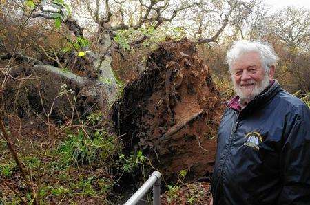 Peter Firmin with fallen oak.