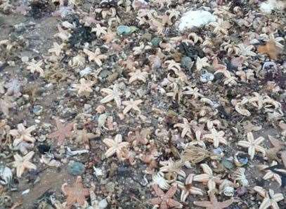 Thousands of starfish washed up at Dumpton Gap in Broadstairs. Picture: Natasha Bizarra.