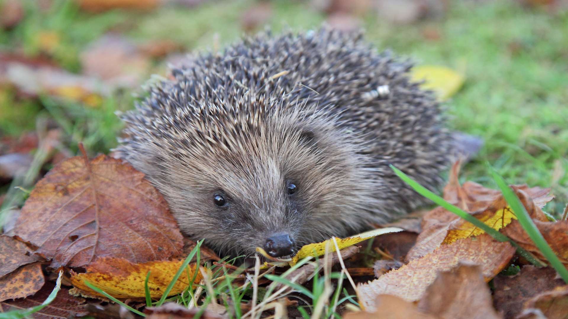 Hedgehog rescued from Roman Road, Faversham