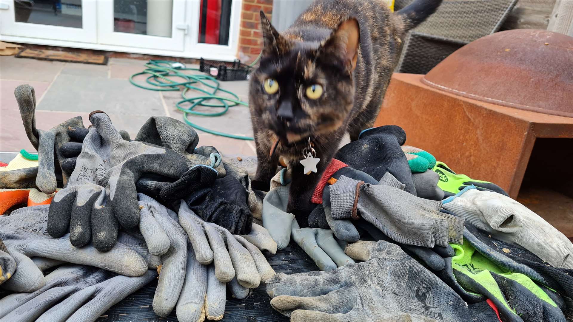 Chai and the gloves he's found