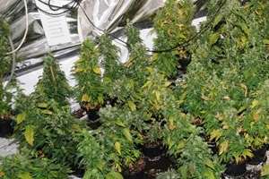 Cannabis plants found in Edenbridge. Picture: Kent Police