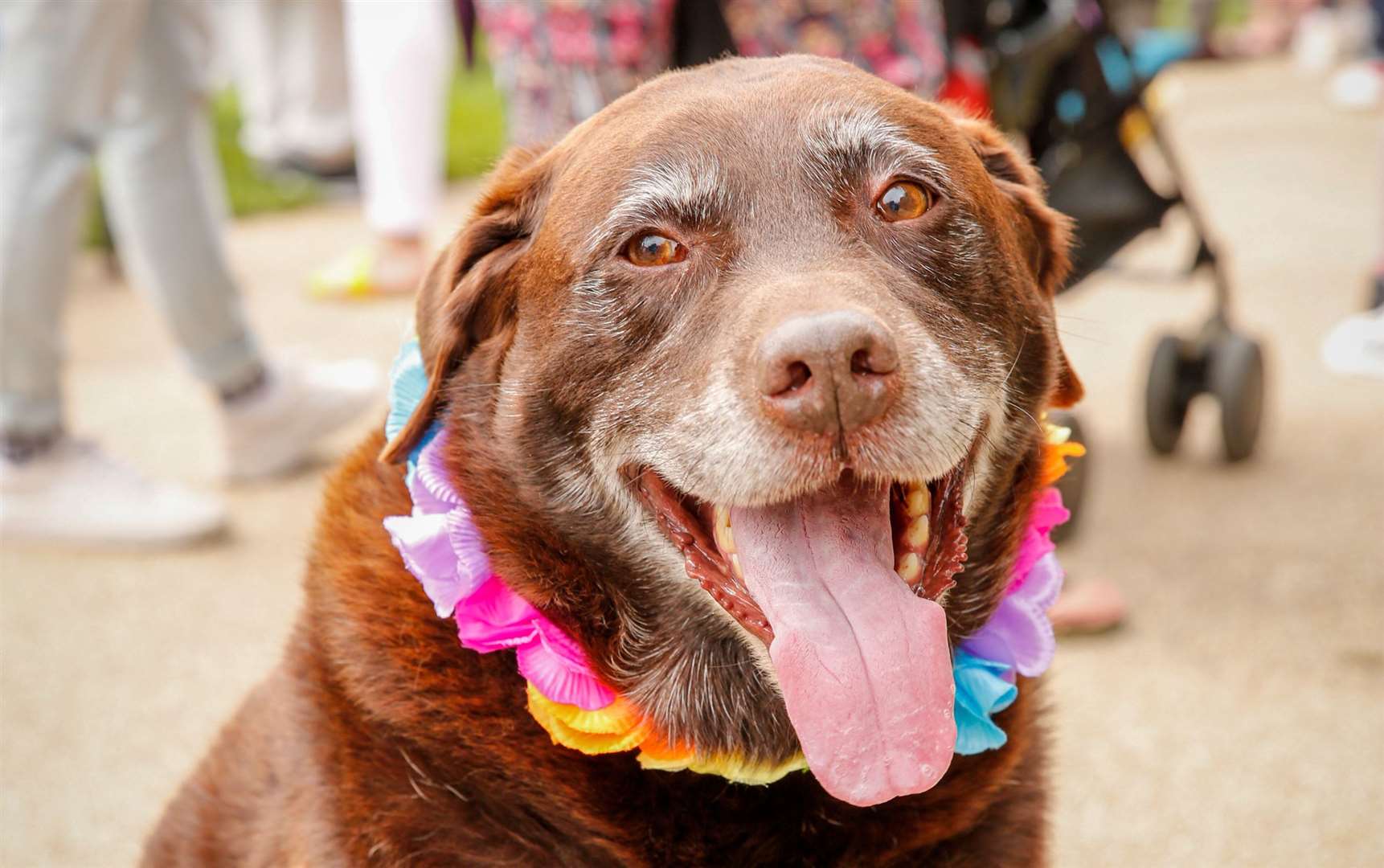 Harvey the chocolate lab with his pride garland in Tunbridge Wells