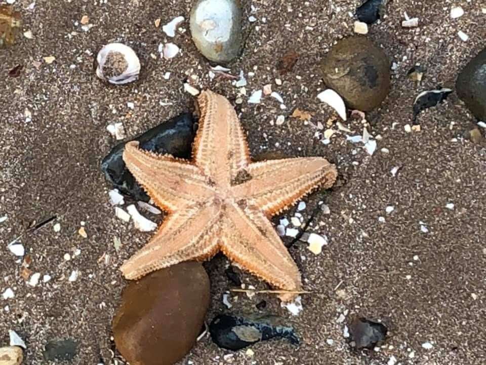Starfish washed up on the beach at Leysdown. Picture: Terry Hanlon (8197748)