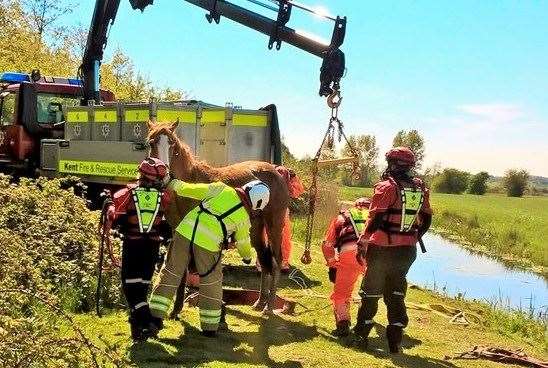 The young horse was rescued by fire crews. Picture: Kent Fire and Rescue Service