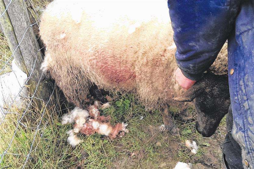 One of Roger Cooper’s sheep after being attacked by dogs